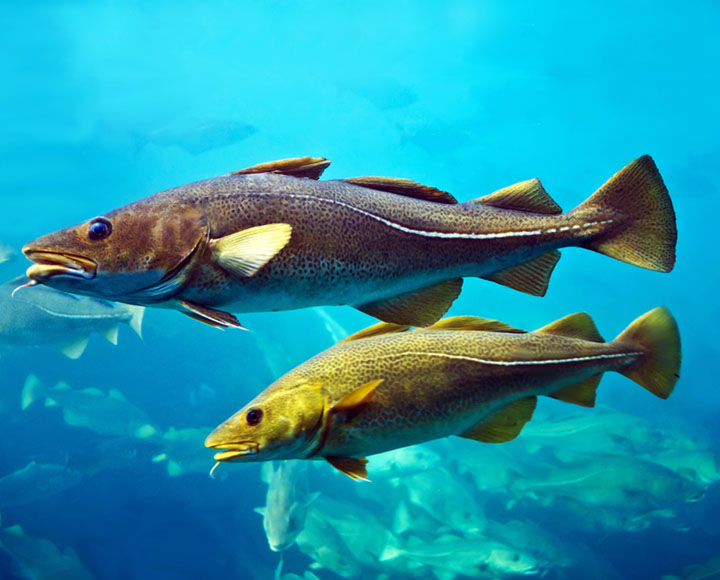 Omega-3-Fettsäuren – warum der richtige Fettsäurestatus über Entzündungen, Zellgesundheit und gesundes Altern entscheidet
